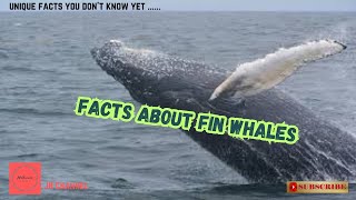 5 Unique Facts about Fin Whales, Unique facts you don't know yet…