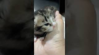 Si Imut Kucing Laki - laki Kembang Tiga