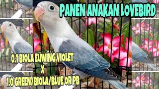 Panen Anakan Lovebird Biola Euwing Violet || Lovebird Opaline Cantik-Cantik