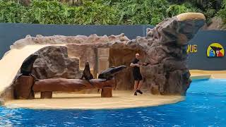 Loro Parque Tenerife, show with sea lions&spectacol cu lei de mare part I 4K.