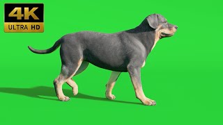 024 - Green Screen | Chroma Key | Animal 4K | Dog