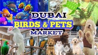 Dubai pets & Birds Market | Largest Animals Market in Dubai UAE | Warsan Pets Market in UAE🐕