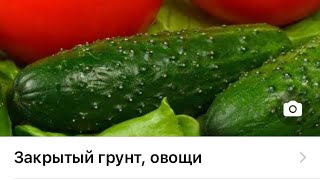 Приглашение 👋👨‍🌾 в Whatsapp чат «закрытый грунт, овощи»