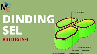 Organel Dinding Sel | Biologi