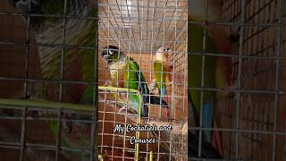 My cute  Cockatiels and small conures |#shorts