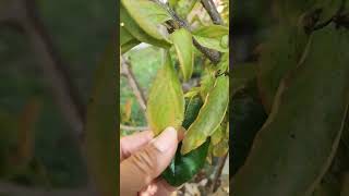 Magnolia on my cherry tree?