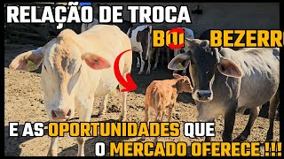 Relação de troca Boi/Bezerro e as oportunidades que o mercado oferece !!