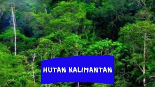 Keindahan Hutan Kalimantan