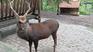 Heimat-Tierpark Olderdissen Bielefeld 03.10.2024