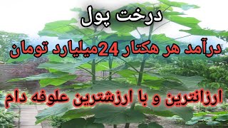 کشت علوفه ای پالونیا , درخت پالونیا , سود کاشت درخت پالونیا , معایب درخت پالونیا