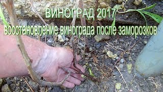 Восстановление винограда после заморозков.Как восстановить виноград после заморозков.Виноград 2017