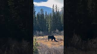 A big moose in Colorado