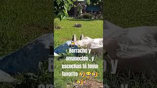 Borracho y amanecido 🍾📸🍾 y escuchas tú tema favorito 🤣😂😂😂🤣