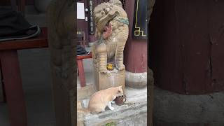 Tushan Temple, Chongqing, China 重庆市涂山寺 #china #travel #chongqing #temple #cat