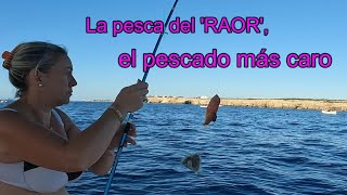 Pesca de "RAORS" en Mallorca, un día redondo