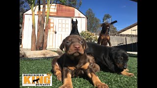 Doberman puppies enjoy sun with parent supervision