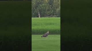 Thieving Bald Eagle! (immature) Stealing my raven's scraps 🫤