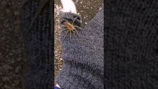 Handling Spider #shorts