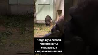 Когда Муж сказал, что это не ты стираешь одежду🤣🤣🤣 #смешноевидео #funny #funnyanimals