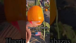 Huertos de Calabaza en USA 🇺🇸 #mividaenusa #usa#EEUU