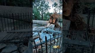 An old oak tree felled by Hurricane Helena still lies in Old Settlers' Cemetery