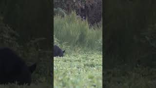 Black Bear Feeding On Peanuts #hunting #bear #blackbear #northcarolina #bears #peanuts #wildlife