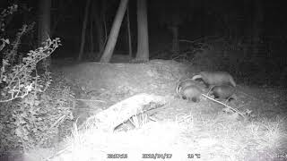 Badger Cubs at Stansfeld Park