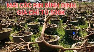 Mai cúc rin Bình Định giá rẻ chỉ từ 500 đến 800k. 0905577505