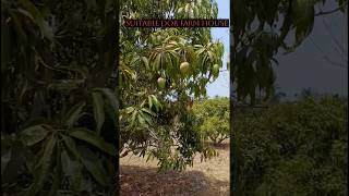 2 acer Mango Farm Tar road attached 2 Lakhs per kunta Cal 7619398566