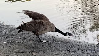 Angry Canada Goose with Goslings