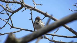 Song Sparrow Calls