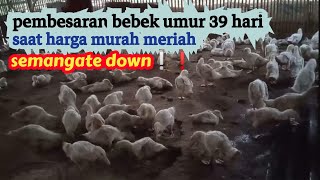 pembesaran bebek umur 39 hari dihantui perasaan rugi