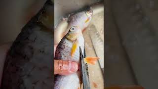 How to gut and clean a red tail fish. ⚠️ Warning.