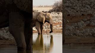 Elephant in Etosha National Park, Namibia.