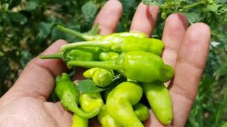 chillies | green chilli plant in my garden | hari mirch kaise ugaye jati hai | chilli plant