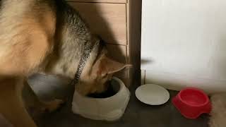 My german shepherd dog eats his breakfast