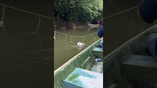 A few catfish on the trot line. #fishing #catfish #outdoors #river #trotline