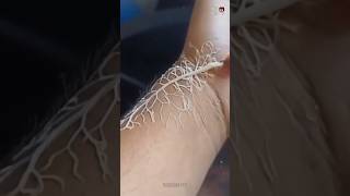 ribbon worm on hand 😰 #shorts #ytshorts #facts #fact #shortvideo