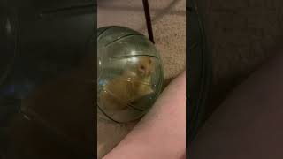 Introducing Butterscotch in a wheel! #hamster #hamstersoftiktok #hamsterwheel #fyp