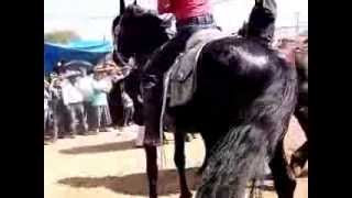 caballos expo arcelia 2014