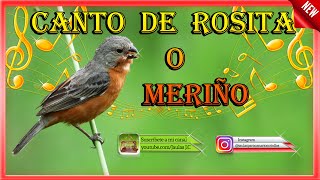 🐦 ESTIMULA TU ROSITA VIEJA O MERIÑO🐦 / Birdsong