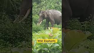 Wild Elephants in Forests | untamed elephants #elephant #tusker #elephantlove