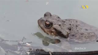 Wildlife of Iran "Amphibians"