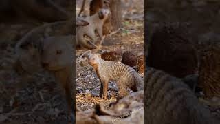 Did you know? Mangoose's name is derived from the word "mongoose,"