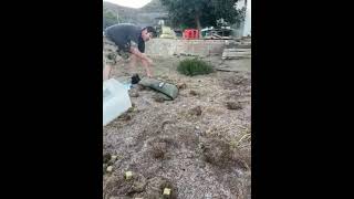 Puff Adder being removed from someone's property