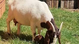 Boer goats!! Put me back!! This life suck!! #goat #boergoat #cabros #chivo #bakra