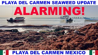 PLAYA  DEL CARMEN BEACH SEAWEED UPDATE - ALARMING AMOUNT OF TOXIC SEAWEED IS BACK