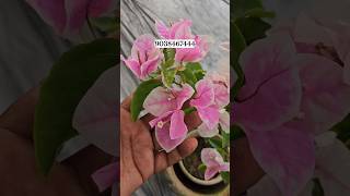 bougainvilla plant online buy #shorts #wholesale #lowprice #online #plants