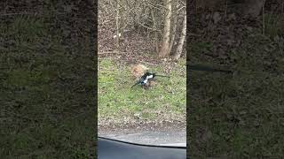 Roadkill for dinner #magpie #fox #hungry #food