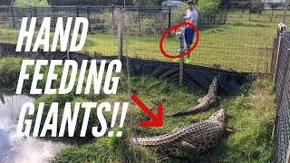 Hand Feeding GIANT CROCODILES!!